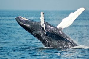 En Nouvelle-Zélande, le roi des Maoris s’exprime pour protéger les baleines 