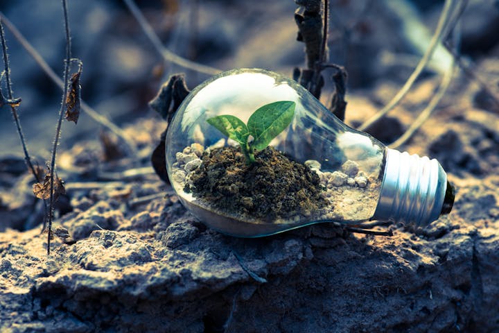 Ampoule avec une plante