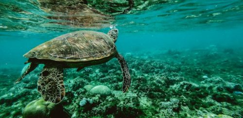 tortue dans la mer