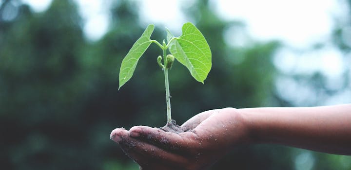 petite plante verte dans une main