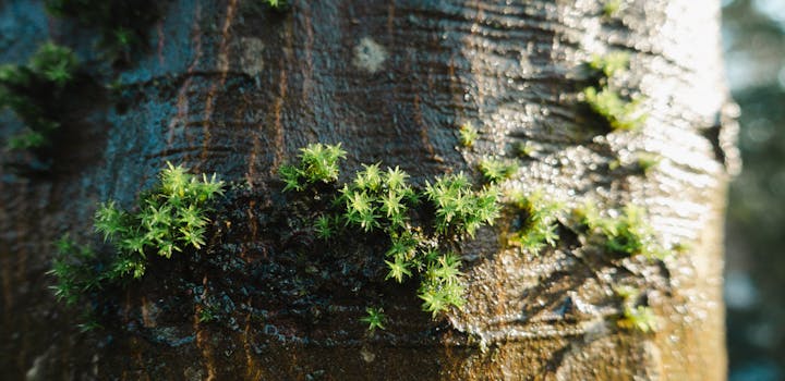 mousse sur arbre